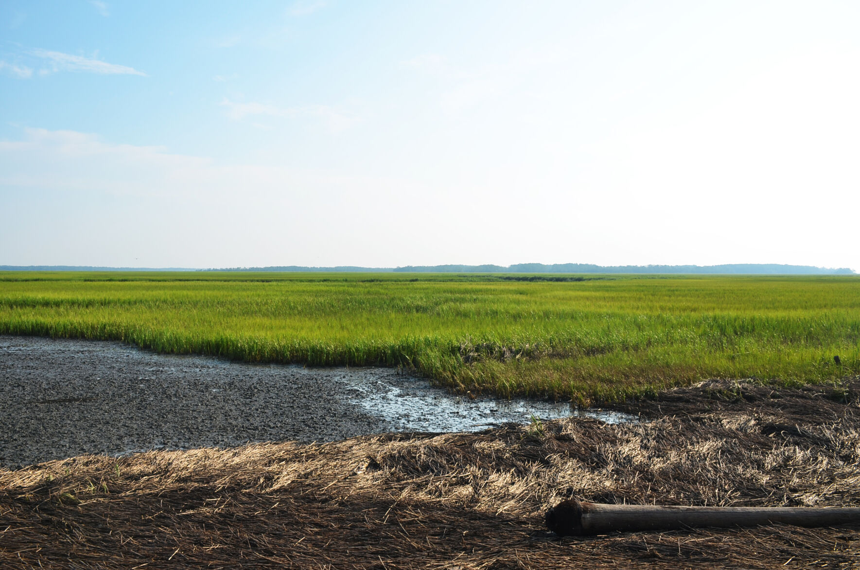Bay Point Island marsh